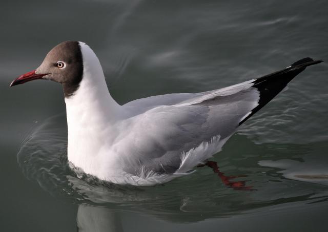brown headed gull adult breeding plumage